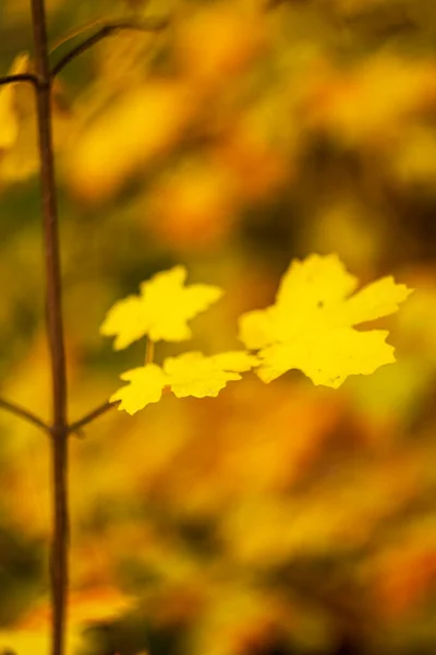 黄叶残存在枝叶上，秋天生机勃勃. — 图库照片