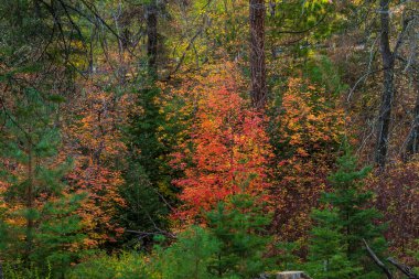 Sonbaharda güzel ormanda çok renkli ağaçlar