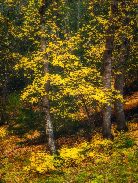 Dreamy żółty upadek kolorowe drzewa w lesie, pionowe zdjęcie. — Zdjęcie stockowe