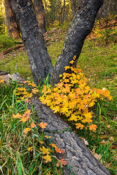 Nya höstfärgade blad växer på gammal stubbe i grön natur — Stockfoto