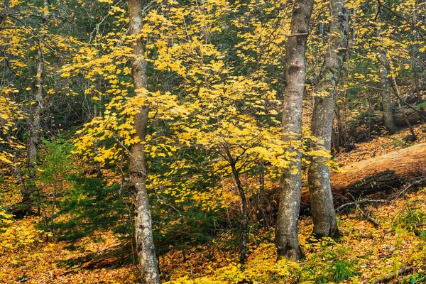 Hösten skog lönn träd med gula blad — Stockfoto
