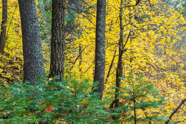 Jesienny klon leśny z żółtymi liśćmi Otoczony sosnami — Zdjęcie stockowe