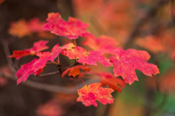 Żywe czerwone liście klonu na gałęzi w lesie — Zdjęcie stockowe