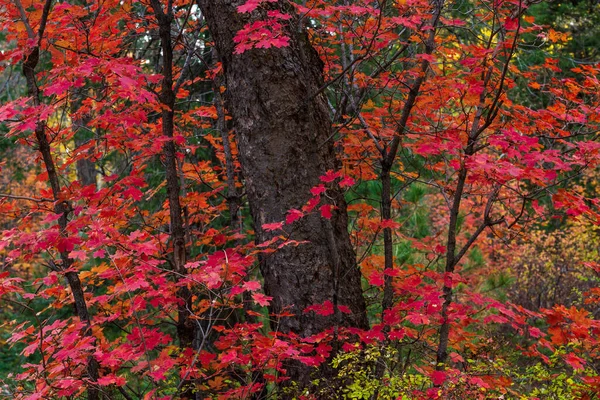 Sonbahar akçaağacı ormandaki ağaçta parlak kırmızı yapraklar — Stok fotoğraf