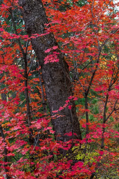 Jesień klon winorośli jasne czerwone liście na drzewie w lesie — Zdjęcie stockowe