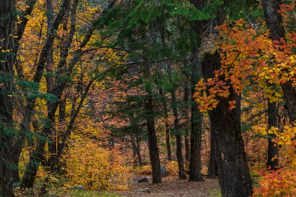 Между тем лесная дорожка с кленовыми листьями осеннего цвета — стоковое фото