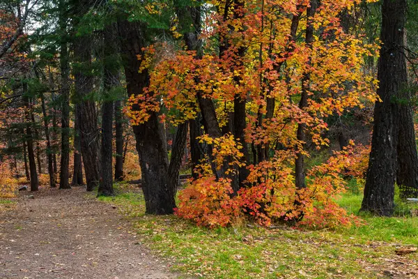Ścieżka leśna z liśćmi klonu w kolorze jesiennym — Zdjęcie stockowe