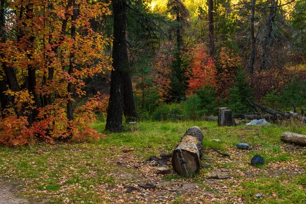 Skär ner träd stubbe liggande på äng med hösten färgade blad i bakgrunden — Stockfoto