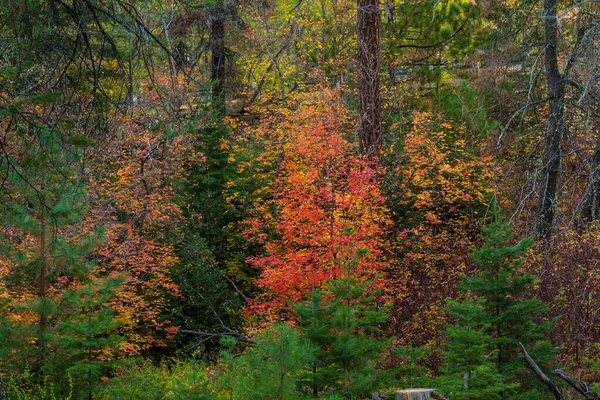 Wielokolorowe drzewa w pięknym lesie jesienią — Zdjęcie stockowe