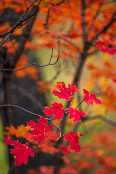 Lebendige rote Ahornblätter auf Zweigen im Wald — Stockfoto