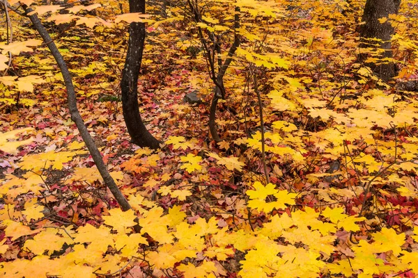 Плотный лес из желтых и красных осенних цветных листьев — стоковое фото