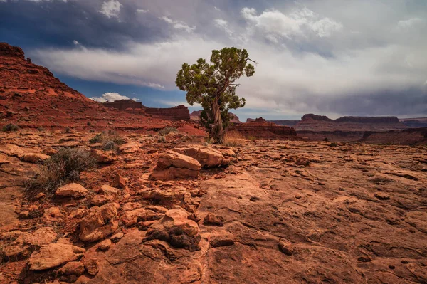 Vibrantes rocas rojas utah paisaje con un árbol — Foto de Stock