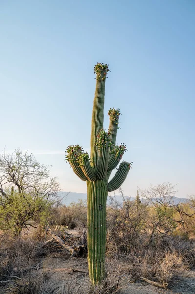 Saguaro kaktus pod tlakem sucha, vykazuje neobvyklé květy. — Stock fotografie