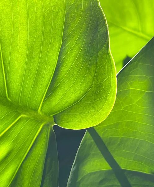 햇빛을 받은 녹색 백라이트 잎. — 스톡 사진