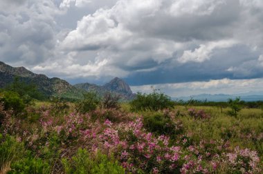 Güney Arizona Madera Kanyonu 'ndaki pembe kır çiçekleri.