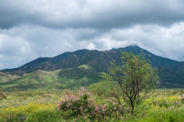 Sarı ve pembe kır çiçekleri dağlık arka planda bir çayırda. 