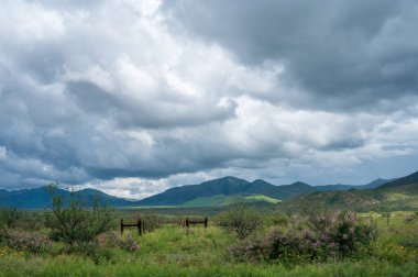 Çiçekli yeşil çayır ve uzaktaki dağlar, kara bulutlar