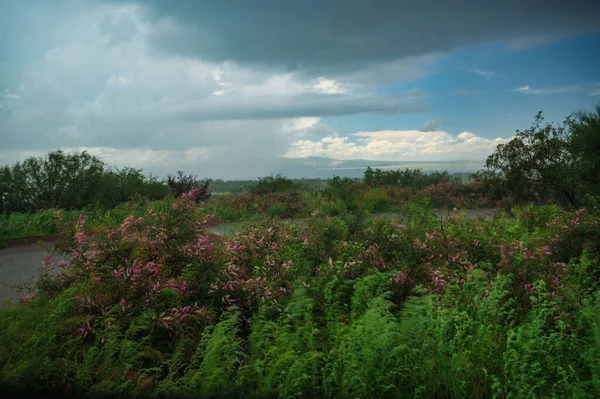 Wildflowers and grasses move in rain and wind.