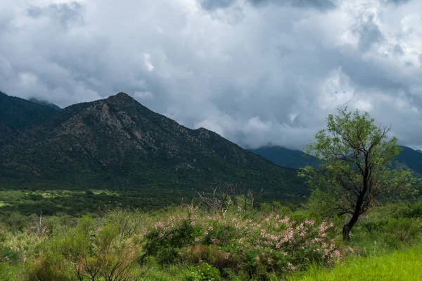 Yaz muson yağmurları mevsiminde Arizona 'da kır çiçekleri