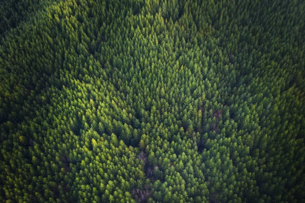 Πράσινο φόντο Douglas Fir Trees στο Όρεγκον, εναέρια άποψη. — Φωτογραφία Αρχείου
