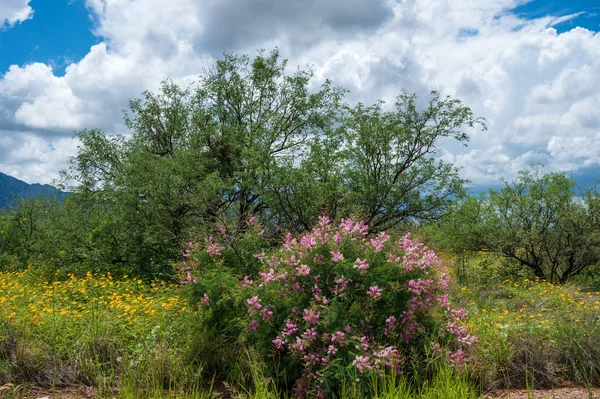 Wildflowers in Arizona during summer monsoon rainy season