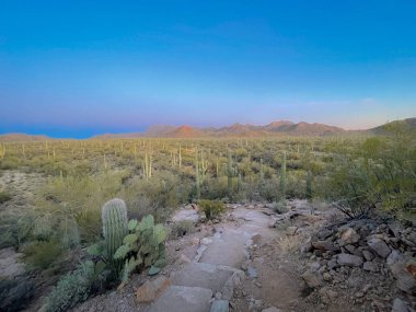 Tucson Arizona 'da Saguaro Ulusal Parkı Batı, yürüyüş parkı