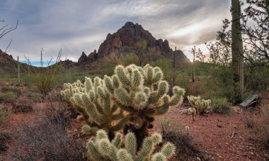 Arizona 'daki Sonoran Çölü' nde dikenli kolla kaktüsü. Arka planda Ragged Top Mountain var.. 