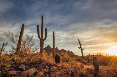 Saguaro Kaktüs siluetleri altın günbatımı gökyüzüne karşı, Tucson, Arizona, ABD