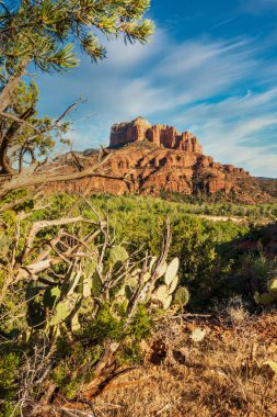Arizona, Sedona 'daki Adliye Sarayı Kayası' nın önünde kaktüs var.