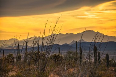 Tucson dağları ve saguaro kaktüsleri dramatik ve canlı günbatımı. Arizona Çölü Güneybatı Seyahat geçmişi.