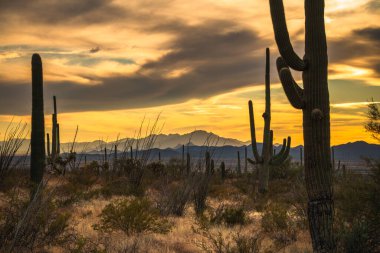 Tucson Arizona Saguaro Ulusal Parkı. Canlı çöl gün batımı. Arizona Çölü Güneybatı Seyahat geçmişi.