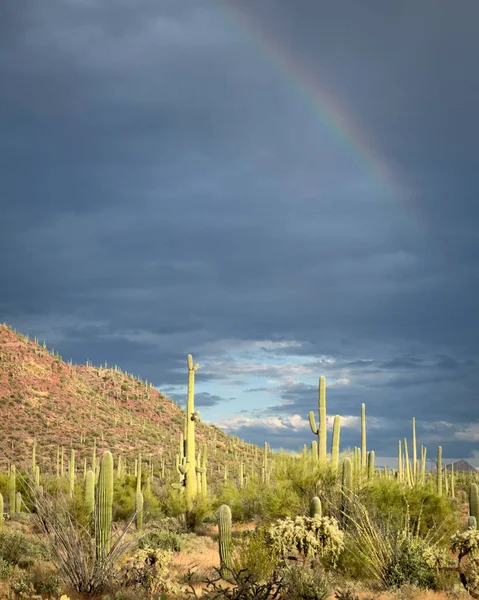 Arizona Desert Saguaro Forest Rainbow Sky Vertical Image — Stock Photo, Image