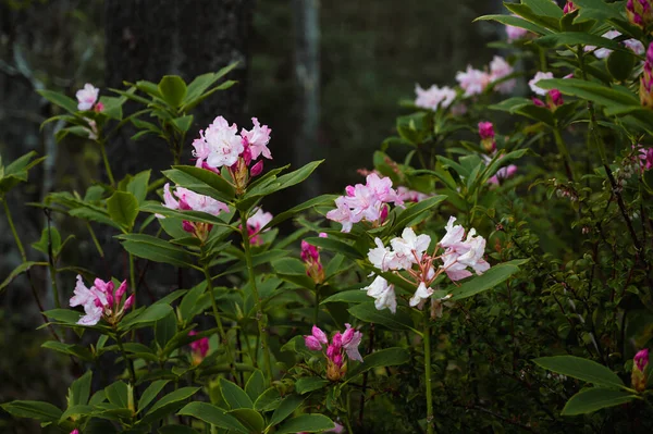 Rhododendrons Blooming Southern Oregon Forest — Stockfoto