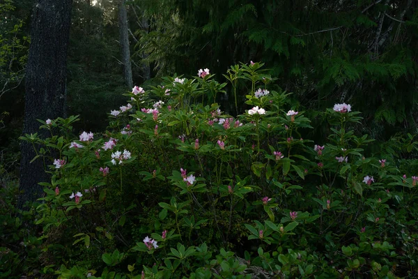 Misty scene in Redwood National Park in the springtime. Rhododendrons can be seen blooming