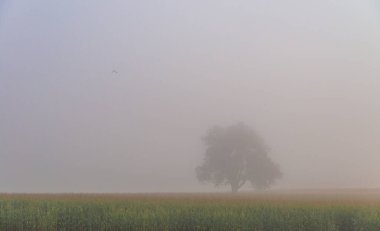 Almanya 'nın kırsal kesimindeki bir arazide sis altında yalnız bir ağaç.. 