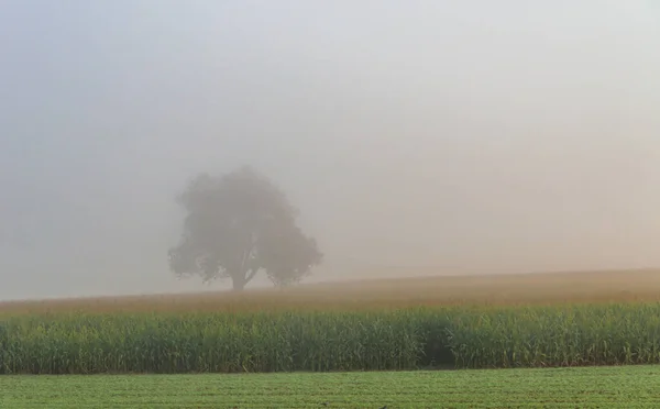 Lone tree in fog on a field in rural Germany.