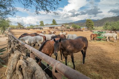 Domesticated mustang horses in a corral on Arizona ranch.