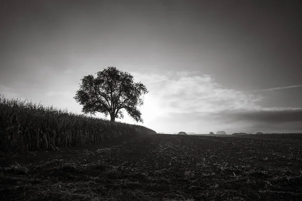 Одне Дубове Дерево Полі Сході Сонця Прекрасна Сцена Підсвічування Чорно — стокове фото