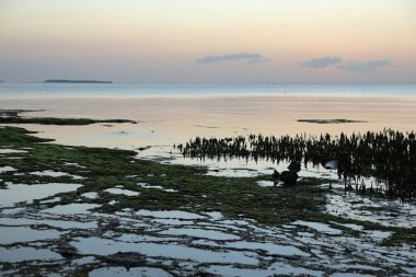 Seyahatlerden Zanzibar resimleri