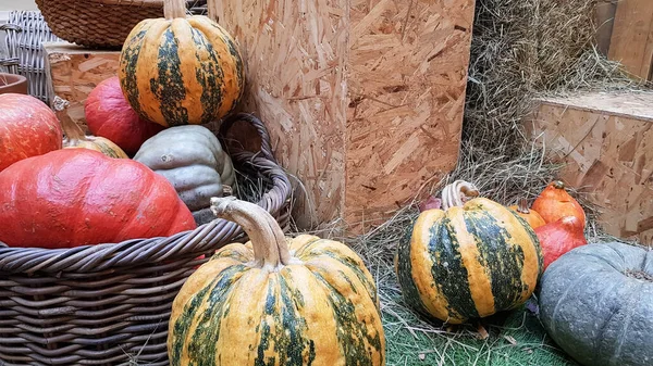 Dýně Díkůvzdání Rustikálním Stylu Krásná Podzimní Zelenina Sklizeň Halloween Koncept — Stock fotografie