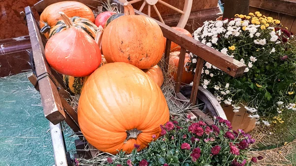 Citrouilles de différentes tailles et couleurs se trouvent sur la paille pour Thanksgiving dans un style rustique. légumes d'automne. Halloween et Thanksgiving concept — Photo