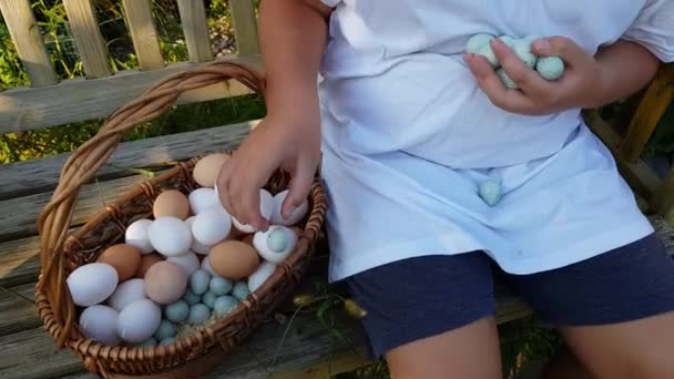 小孩把鹌鹑和鸡蛋放进篮子里 无害生态的农产品 村子里的蛋夏天 — 图库视频影像