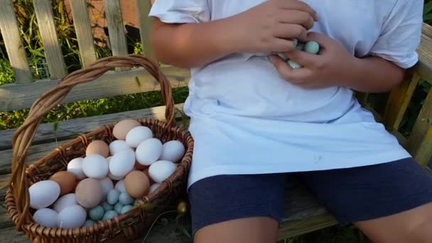 Bambino Mette Uova Quaglia Pollo Nel Cestino Prodotto Agricolo Ecologico — Video Stock