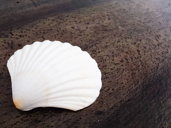Велика Красива Біла Оболонка Лежить Піщаному Пляжі Біля Моря Літні — стокове фото
