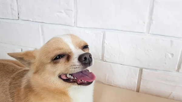 Boldog Mosolygó Fehér Csivava Világos Háttérrel Vicces Aranyos Kutyák — Stock Fotó