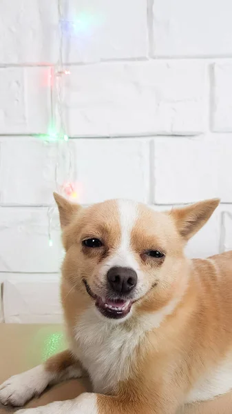 Chihuahua Blanco Sonriente Feliz Sobre Fondo Claro Perros Lindos Divertido —  Fotos de Stock