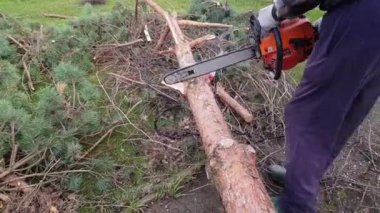 Bir adam elektrikli testereyle ağacı kesiyor. Çam ağacı banliyö bölgesinden kaldırıldı. Hastalıklı ağaçların kesilmesi. Kabuk böceği ormanı öldürür.