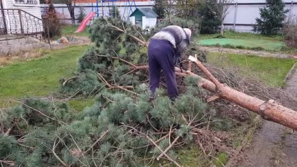 Bir adam elektrikli testereyle ağacı kesiyor. Çam ağacı banliyö bölgesinden kaldırıldı. Hastalıklı ağaçların kaldırılması. — Stok video