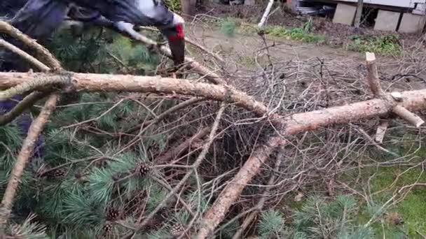 Bir Adam Elektrikli Testereyle Ağacı Kesiyor Çam Ağacı Banliyö Bölgesinden — Stok video