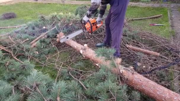 Man Saws Tree Chainsaw Pine Tree Removed Suburban Area Removal — Stock Video